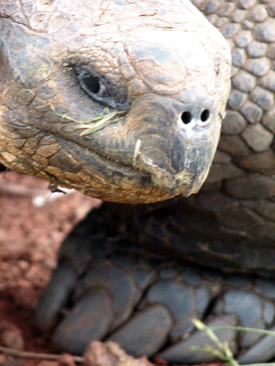 Galapagos Fam 2006 310 w