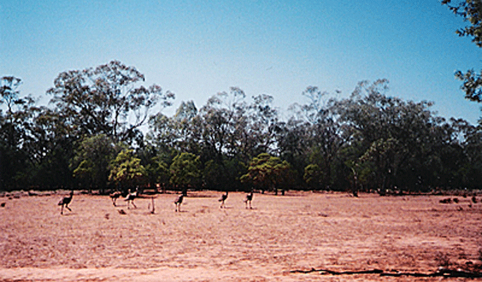 Out-Back-with-Emus.gif