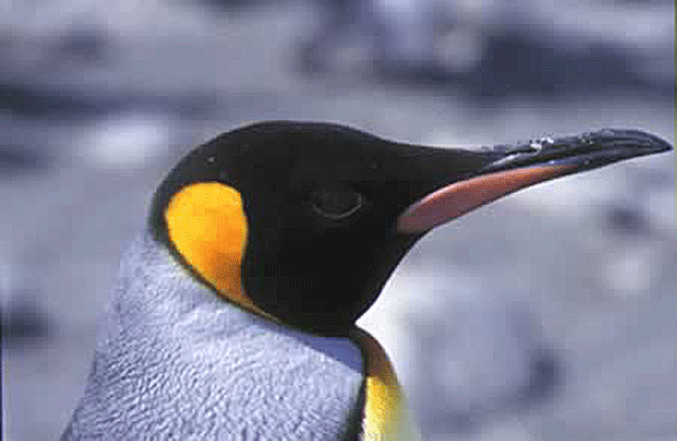 antarctica5-w.gif