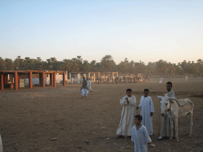 Camel-Market.gif