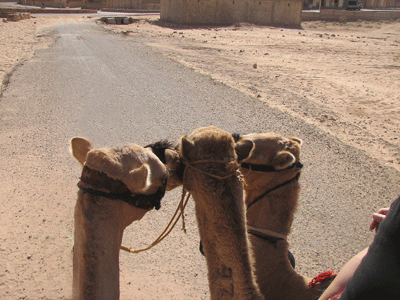 Kissin-Camels-PS.gif